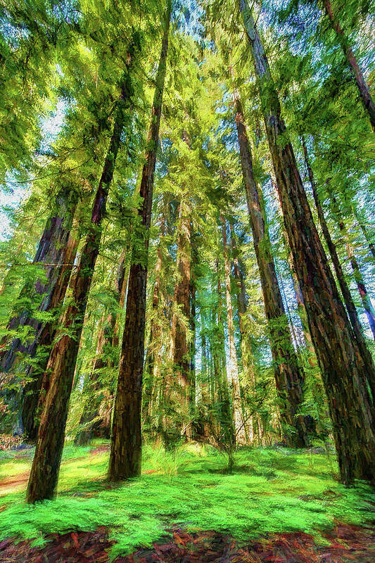 California Art Print featuring the photograph Up Into the California Redwoods ap 120 by Dan Carmichael