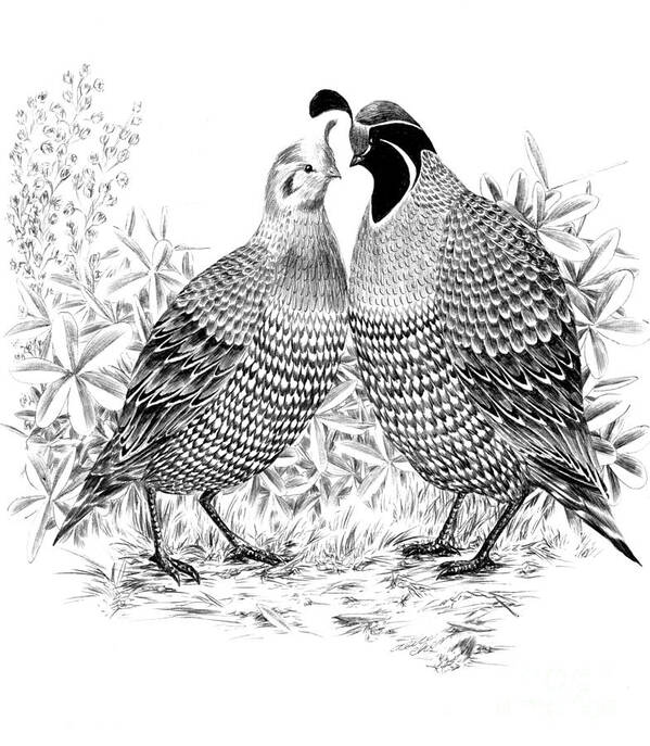 Quail Art Print featuring the drawing My Dearest by Alice Chen