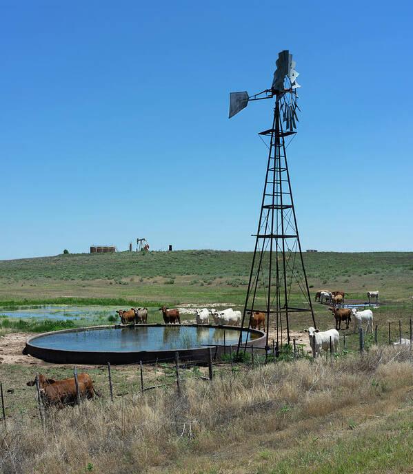 Oil Art Print featuring the photograph Cattle Oil and Water by Joshua House