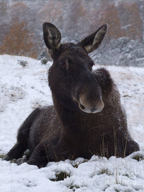 European Art Print featuring the photograph Moose in snow by Phil Banks