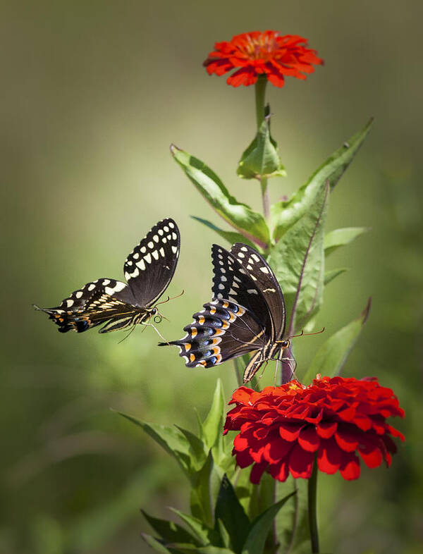Butterflies Art Print featuring the photograph Palamedes Swallowtail Butterflies by Jo Ann Tomaselli