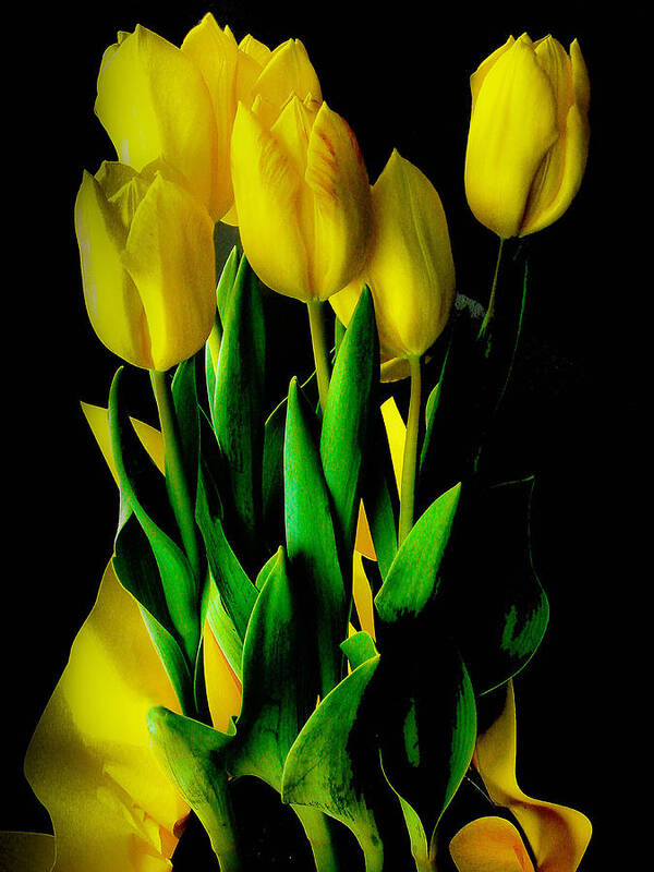 Tulips Art Print featuring the photograph Tulips by Joseph Hollingsworth