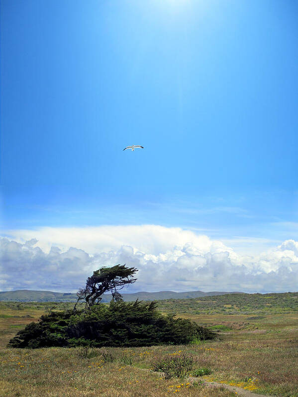 Luminist Art Print featuring the photograph Bodega Bay by Ric Soulen