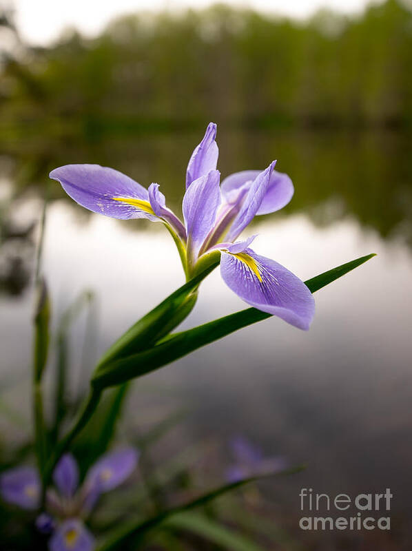 Flower Art Print featuring the photograph Nature standing by Matthew Trudeau