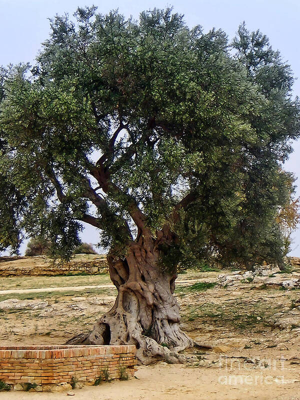 Olive Tree Art Print featuring the photograph Olive Tree Sicily by Lutz Baar