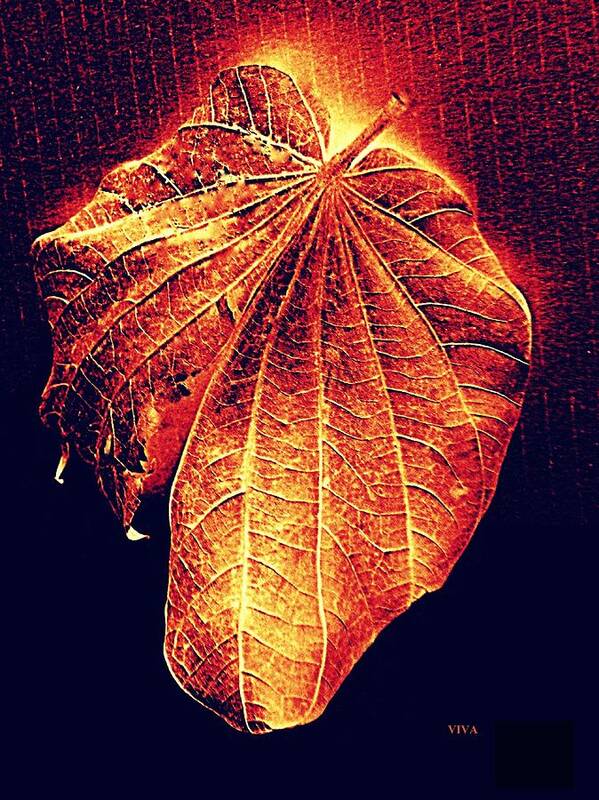 Autumn Art Print featuring the photograph Autumn Leaf Aglow by VIVA Anderson