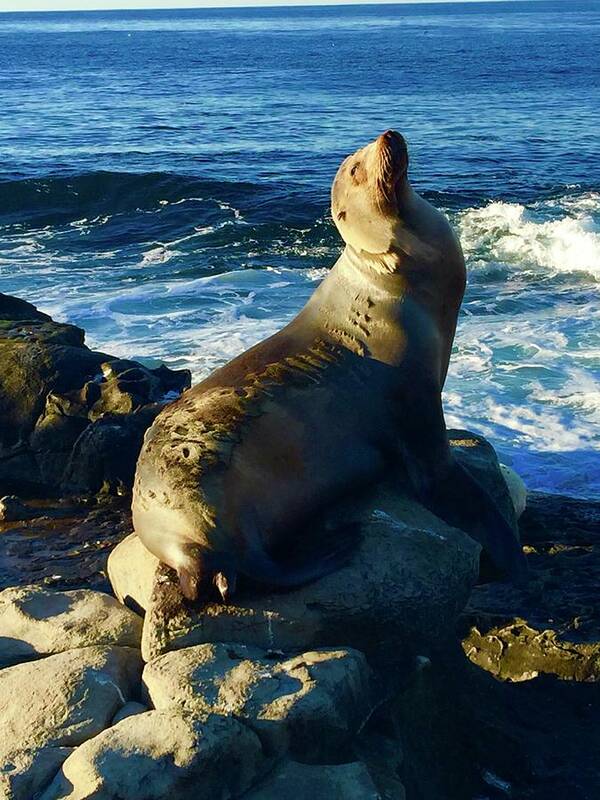 La Art Print featuring the photograph Sea Lion,La Jolla Cove,SD by Bnte Creations