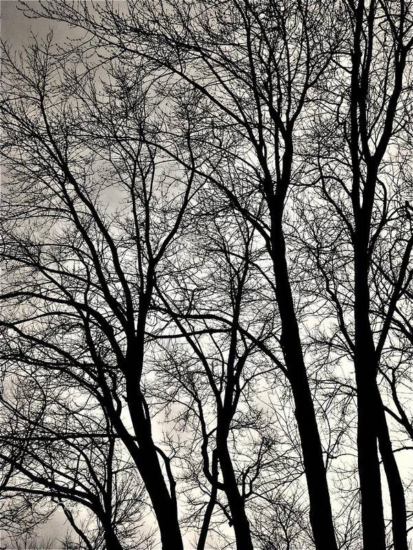 Trees Art Print featuring the photograph The Gloaming by Diane Chandler