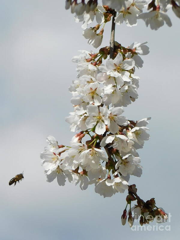 Cherry Blossoms Art Print featuring the photograph Cherry Blossoms Flying Bee by Fantasy Seasons