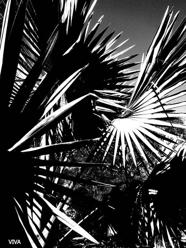 Fan Palms Art Print featuring the photograph Fan Palms - B--w Abstract by VIVA Anderson