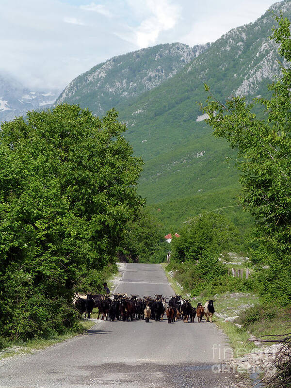 Goats Art Print featuring the photograph The Road to Theth - Albania by Phil Banks