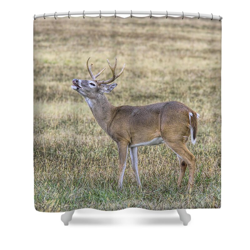 Deer Shower Curtain featuring the photograph Crooning Buck by Barbara Bowen
