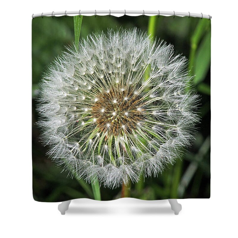 Dandelion Shower Curtain featuring the photograph Dandelion Seed Head by Tony Murtagh