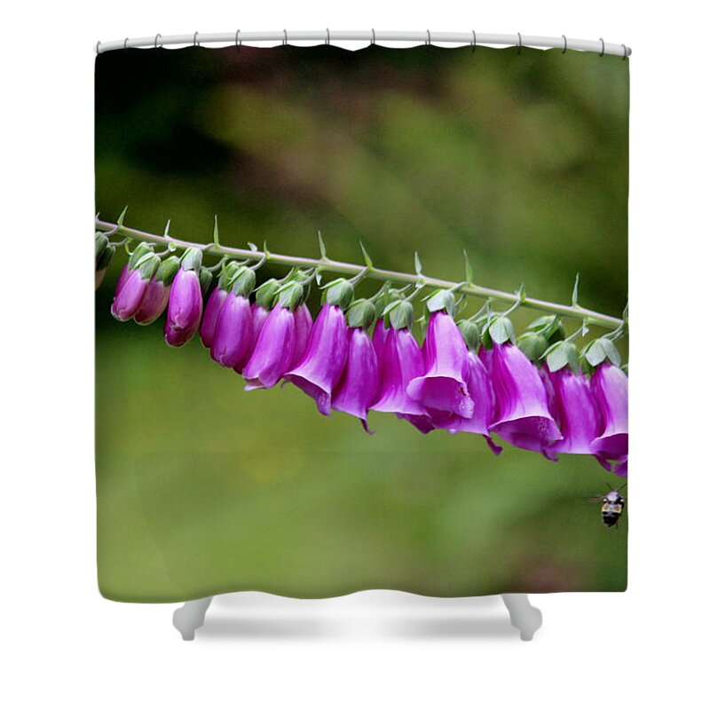 Flowers Shower Curtain featuring the photograph Foxglove went horizontal by Kym Backland