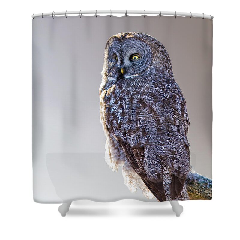 Bird Shower Curtain featuring the photograph Lapland Owl by Mircea Costina Photography