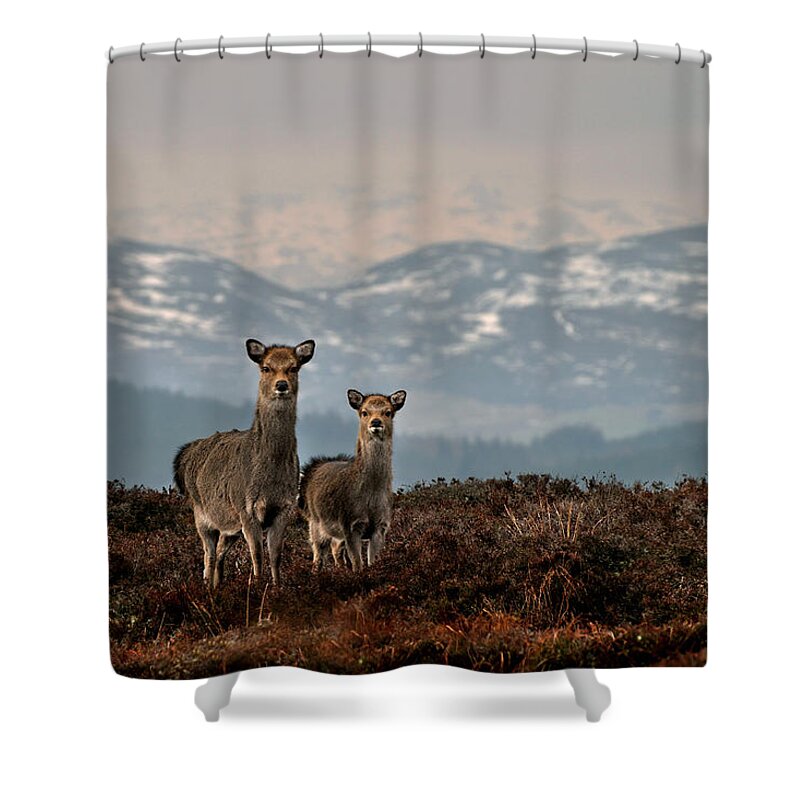 Sika Deer Shower Curtain featuring the photograph  Sika Deer by Gavin Macrae