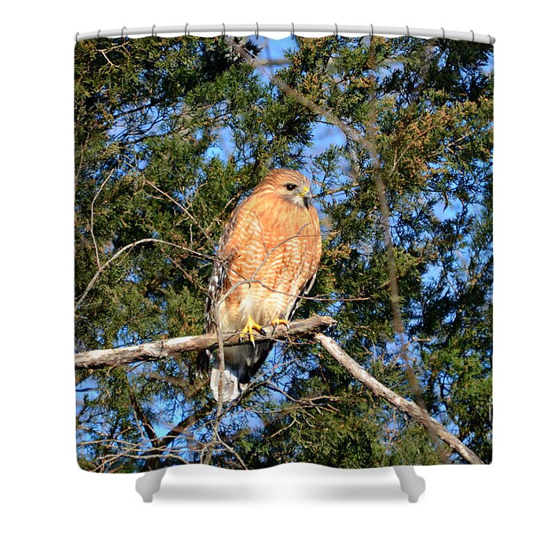 Andscape Shower Curtain featuring the photograph Simply Majestic by Peggy Franz