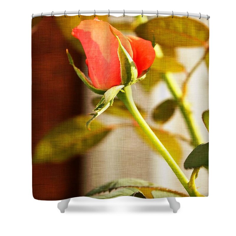 Rose Shower Curtain featuring the photograph Warmth and Desire by Judy Palkimas