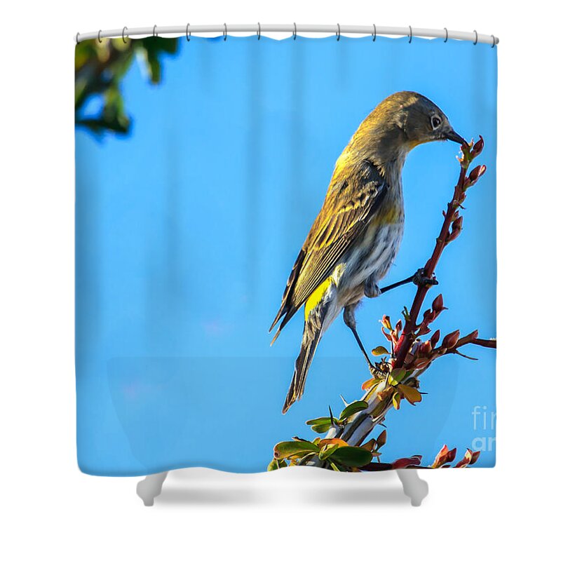 Small Shower Curtain featuring the photograph Yellow-rumped Warbler by Robert Bales