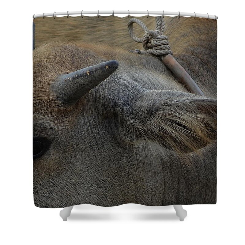 Michelle Meenawong Shower Curtain featuring the photograph Young Buffalo by Michelle Meenawong