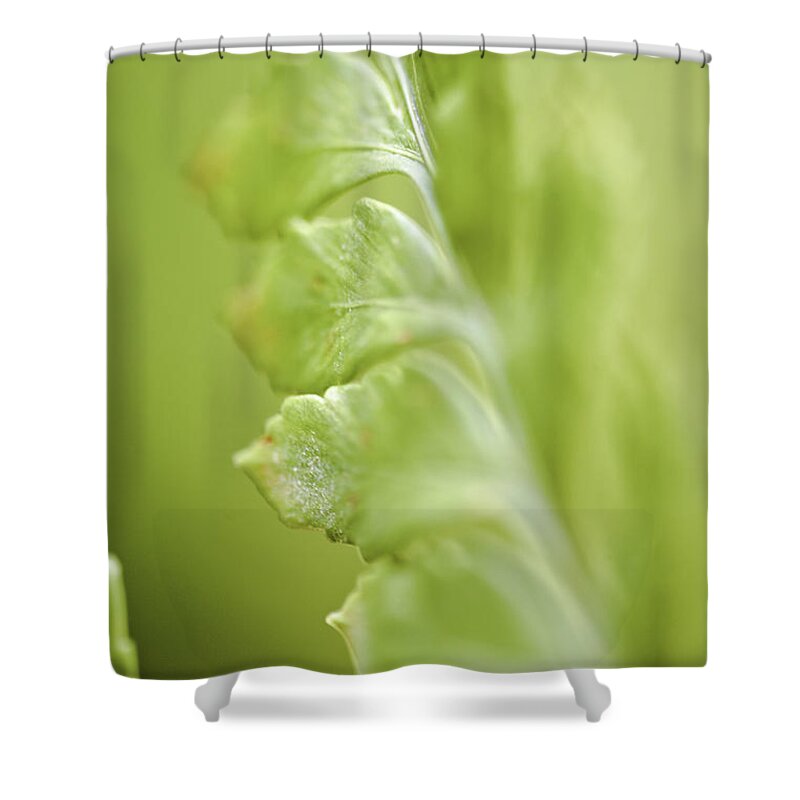 Close-up Shower Curtain featuring the photograph Fern Fronds #1 by Richard J Thompson 