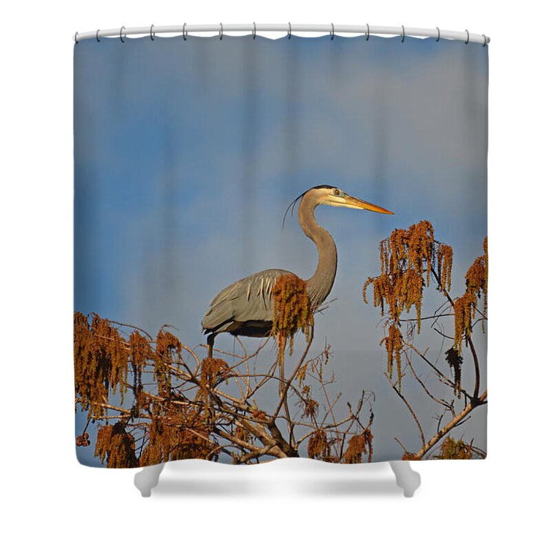 Great Blue Heron Shower Curtain featuring the photograph 7- Great Blue Heron #1 by Joseph Keane