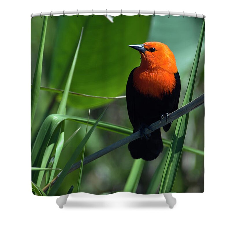 Argentina Shower Curtain featuring the photograph A Scarlet-headed Blackbird Amblyramphus #1 by Beth Wald
