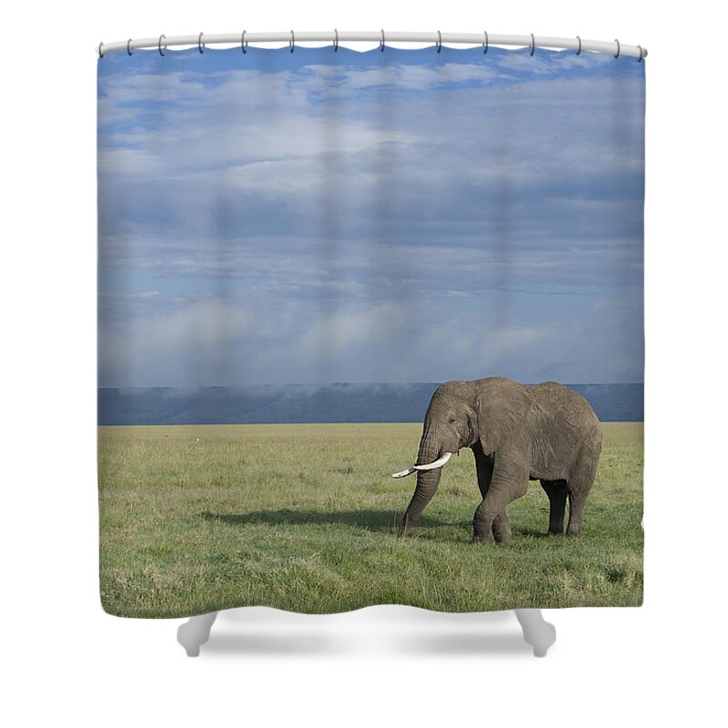 Flpa Shower Curtain featuring the photograph African Elephant Bull And Cattle Egrets #1 by Elliott Neep
