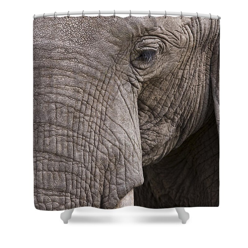 Flpa Shower Curtain featuring the photograph African Elephant Masai Mara Kenya #1 by Elliott Neep