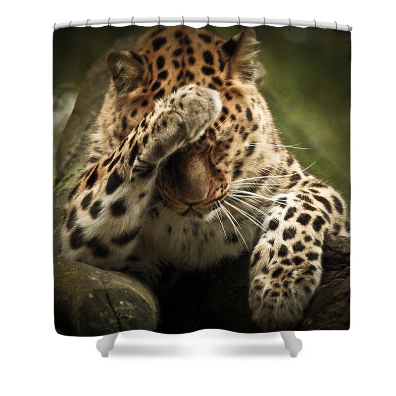Animal Shower Curtain featuring the photograph Amur Leopard by Chris Boulton