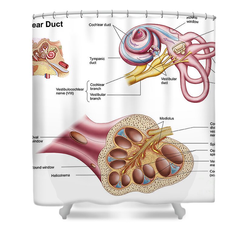 Horizontal Shower Curtain featuring the digital art Anatomy Of The Cochlear Duct #1 by Stocktrek Images