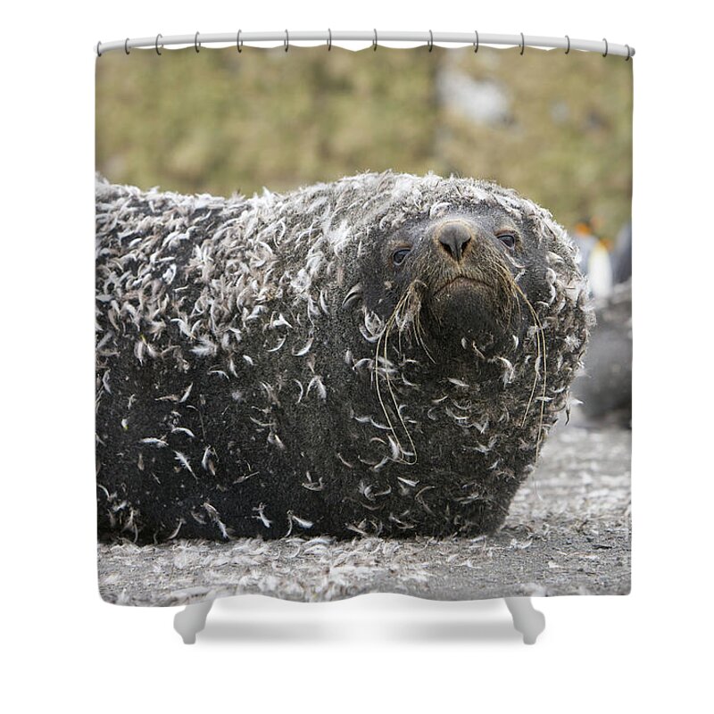 00345983 Shower Curtain featuring the photograph Antarctic Fur Seal In Penguin Feathers by Yva Momatiuk and John Eastcott