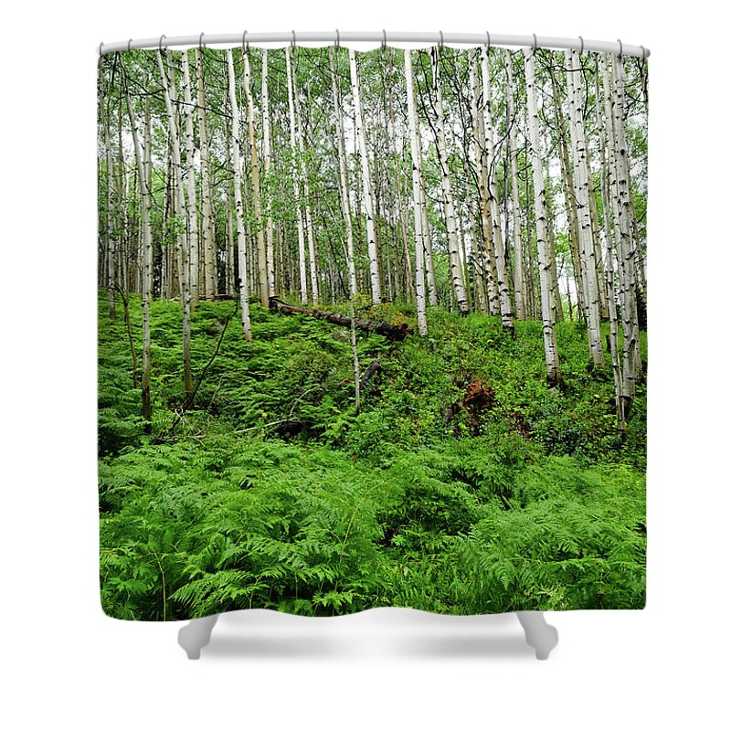 Tranquility Shower Curtain featuring the photograph Aspen Trees And Ferns In Mountain #1 by David Epperson