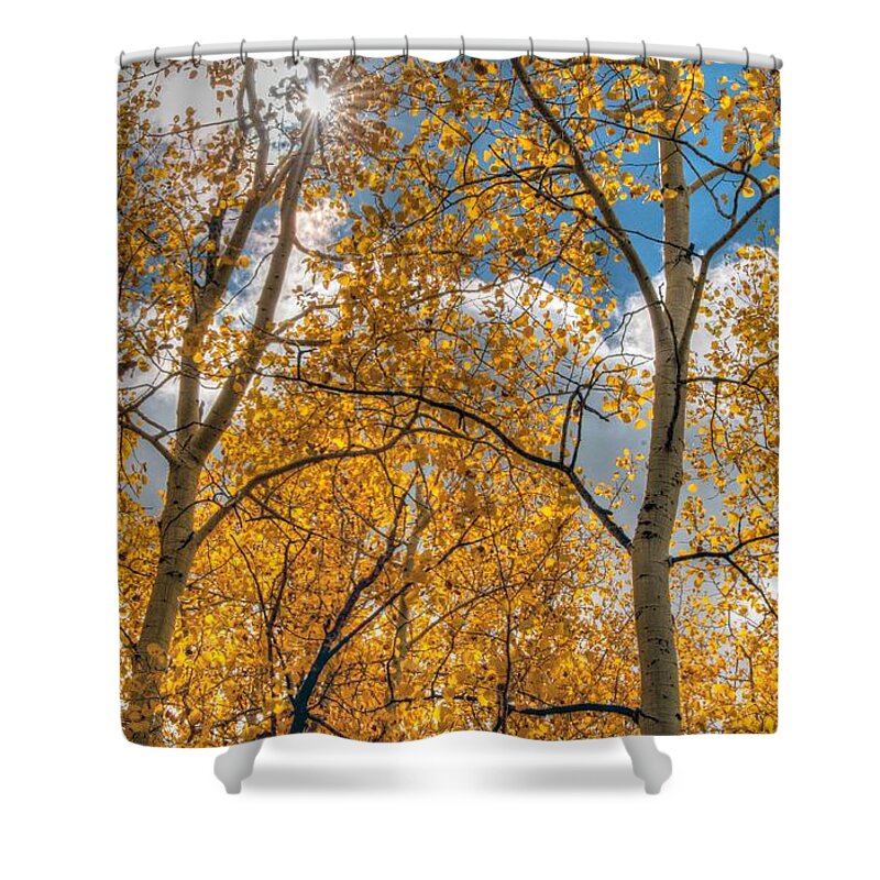 Aspen Trees Shower Curtain featuring the photograph Aspens by Tam Ryan
