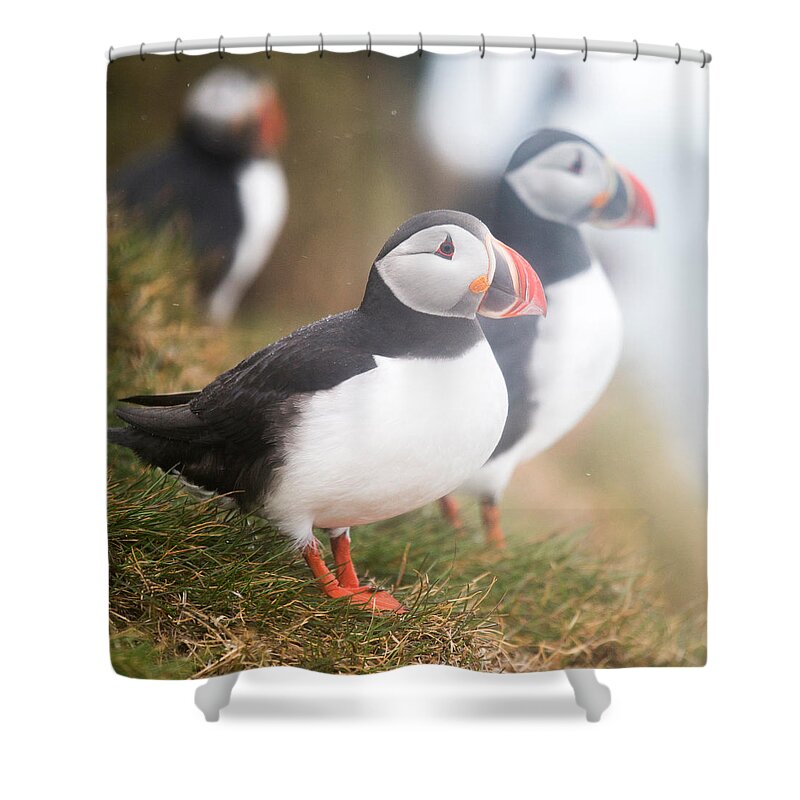 Photography Shower Curtain featuring the photograph Atlantic Puffins Fratercula Arctica #1 by Panoramic Images