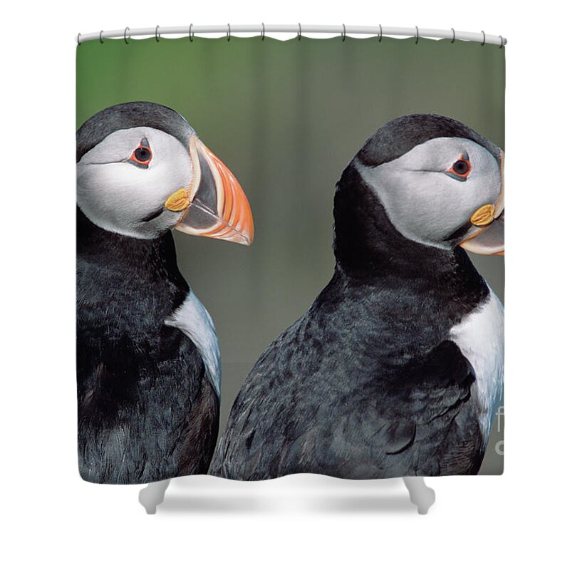 00342623 Shower Curtain featuring the photograph Atlantic Puffins In Breeding Colors #2 by Yva Momatiuk and John Eastcott