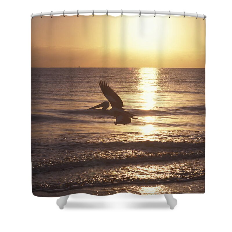 Along Shower Curtain featuring the photograph Australian Pelican Glides At Sunrise #1 by Jurgen Freund