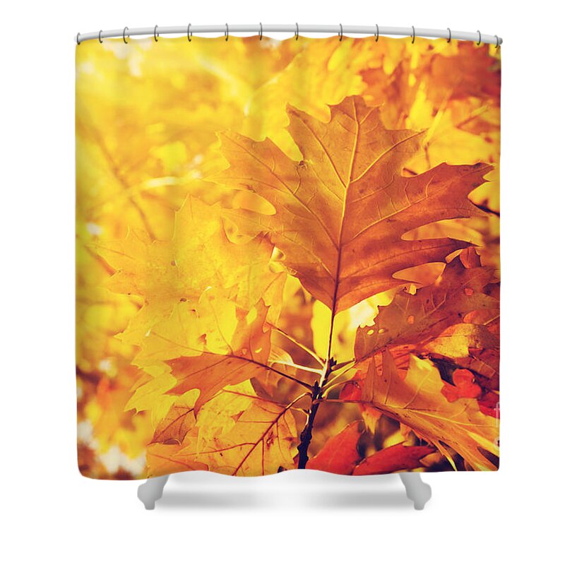 Autumn Shower Curtain featuring the photograph Autumn Leaves #3 by Jelena Jovanovic