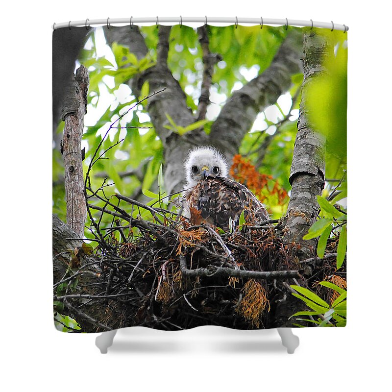 Red Shouldered Hawk Shower Curtain featuring the photograph Baby Red Shouldered Hawk in Nest #4 by Jai Johnson