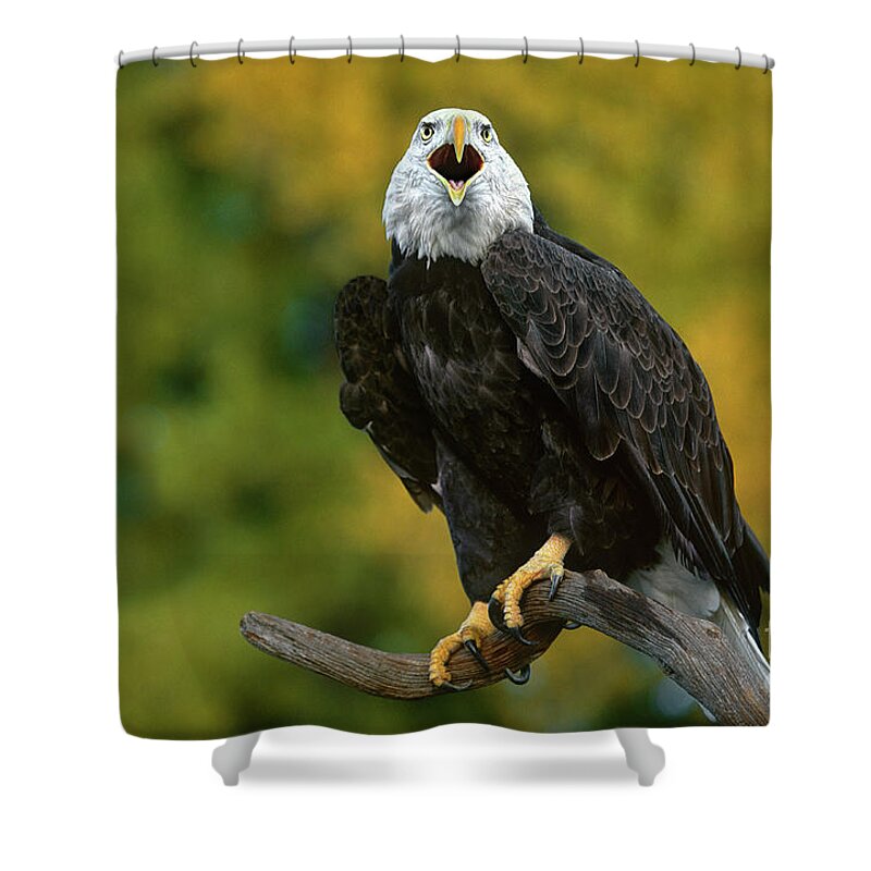 Dave Welling Shower Curtain featuring the photograph Bald Eagle Hailaeetus Leucocephalus Wildlife Rescue #1 by Dave Welling