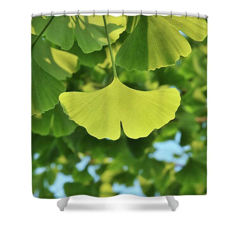 Ginkgo Tree Shower Curtain featuring the photograph Beauty In Nature by Caoyu36