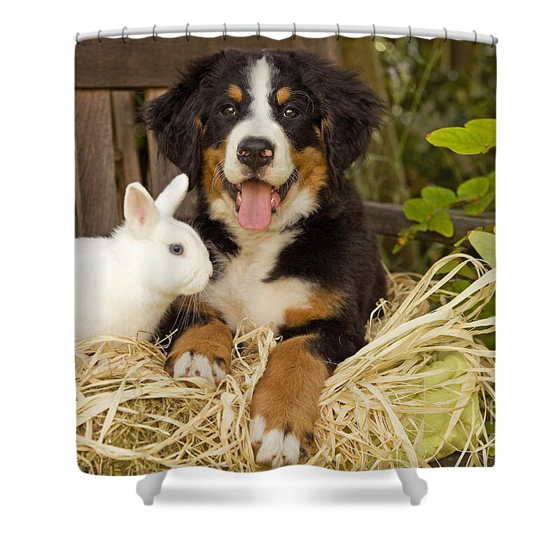 Bernese Mountain Dog Shower Curtain featuring the photograph Bernese Mountain Puppy And Rabbit #1 by Jean-Michel Labat