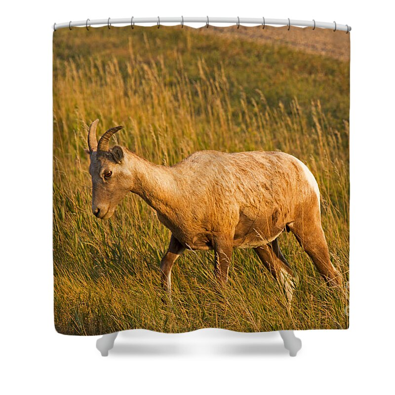 Animal Shower Curtain featuring the photograph Big Horn Sheep #1 by Fred Stearns