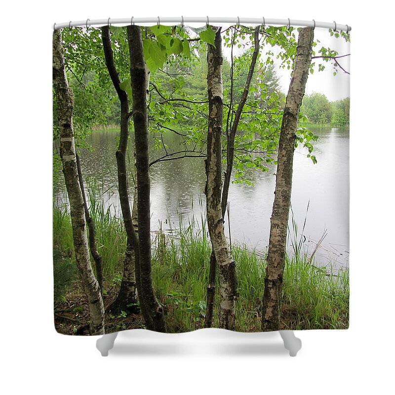 Birch Shower Curtain featuring the photograph Birch Trees in Rain 1 #1 by Anita Burgermeister