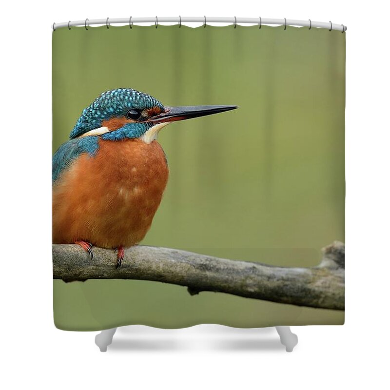 Animal Themes Shower Curtain featuring the photograph Bird #1 by Marco Pozzi Photographer