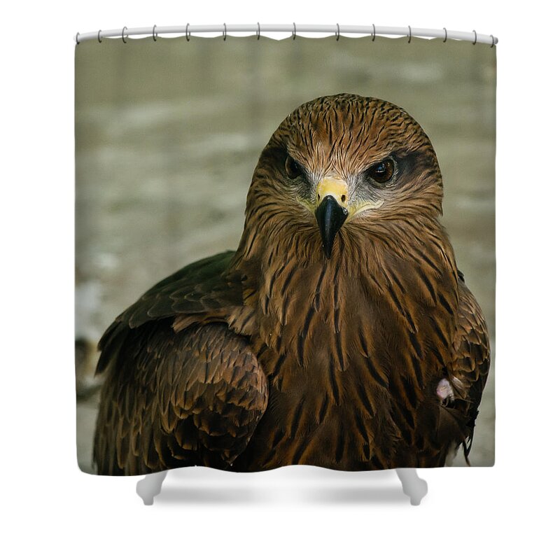 Bird Shower Curtain featuring the photograph Black Kite #1 by SAURAVphoto Online Store