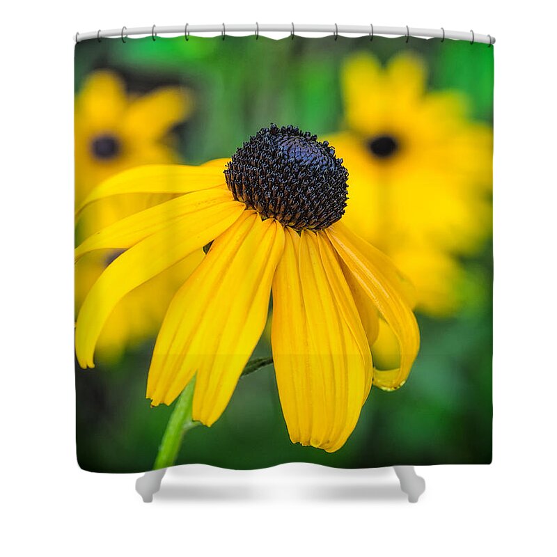 Flower Shower Curtain featuring the photograph Blackeyed Susan #1 by David Kay