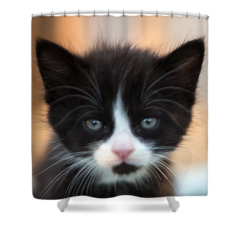 #faatoppicks Shower Curtain featuring the photograph Black and white Kitten by Iris Richardson
