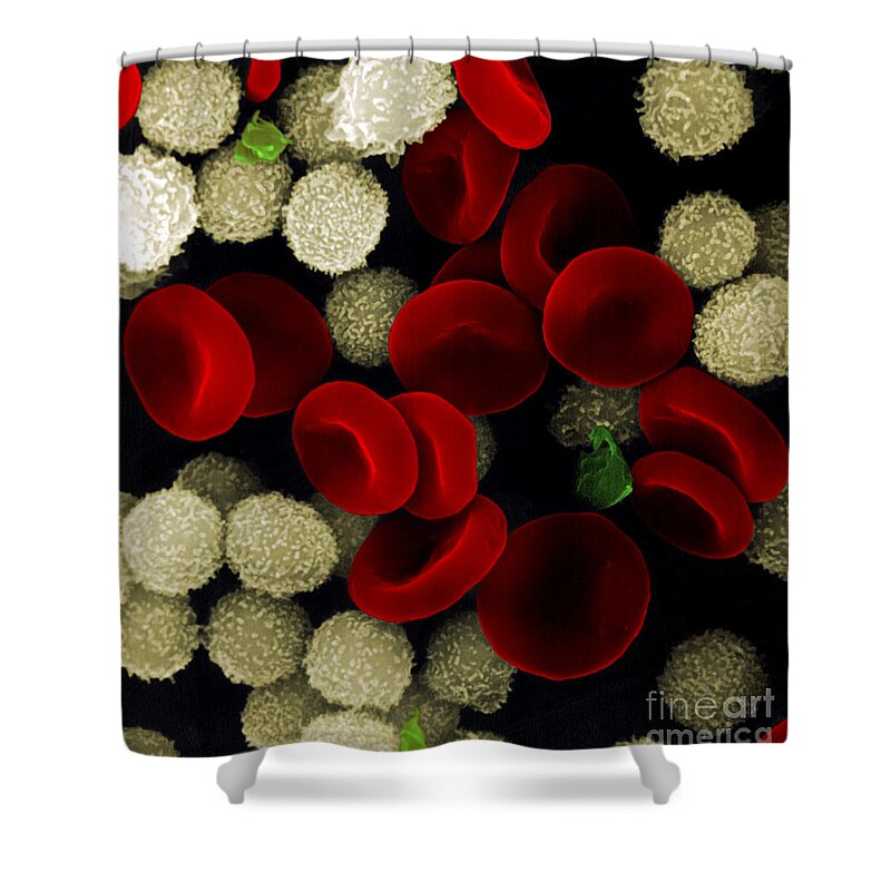 Leukocyte Shower Curtain featuring the photograph Blood Cells by Stem Jems