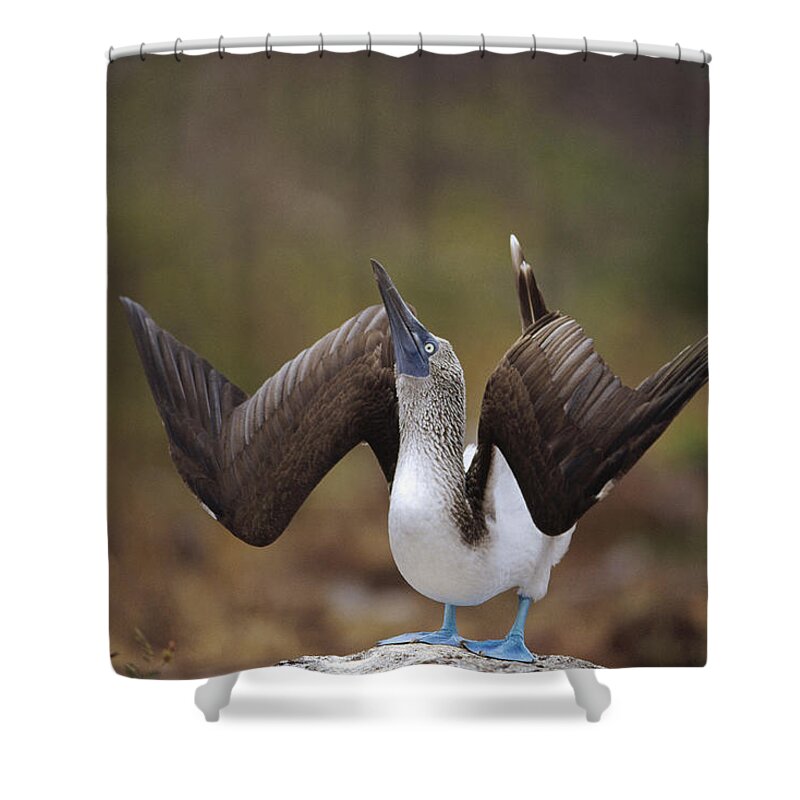 Feb0514 Shower Curtain featuring the photograph Blue-footed Booby Courtship Sky #1 by Tui De Roy